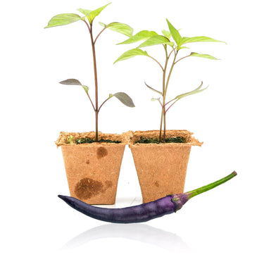 Purple Cayenne Pepper Plants - The Pepper Pantry (Formerly Marie Sharp's)